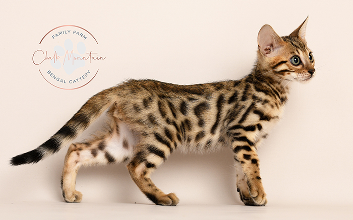 Beautiful Bengal kitten with wild leopard appearance in Austin Texas